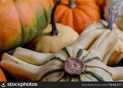 Assortiment of autumn harvested pumpkins in a heap background , Halloween holiday concept. Assortiment of pumpkins background