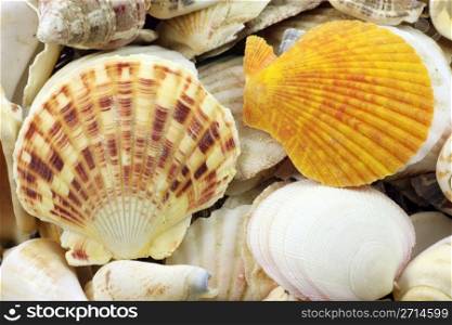 Assortment of sea shells