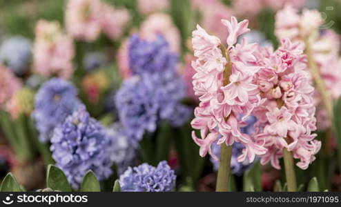 assortment with colourful hyacinths. High resolution photo. assortment with colourful hyacinths. High quality photo