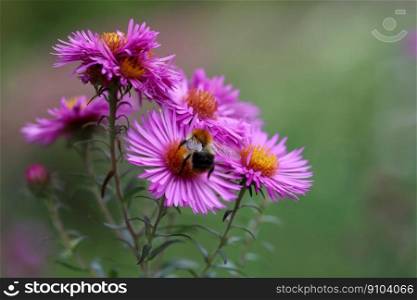 aster bumblebee pollination