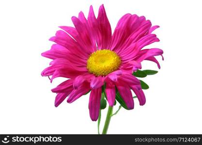 Aster Flower Isolated On White Background