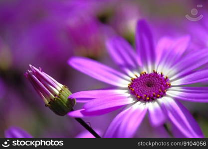 aster flower plant bud blossom