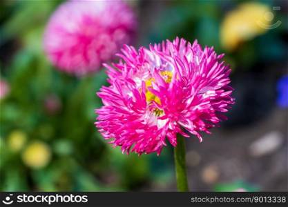 aster flower plant pink flower