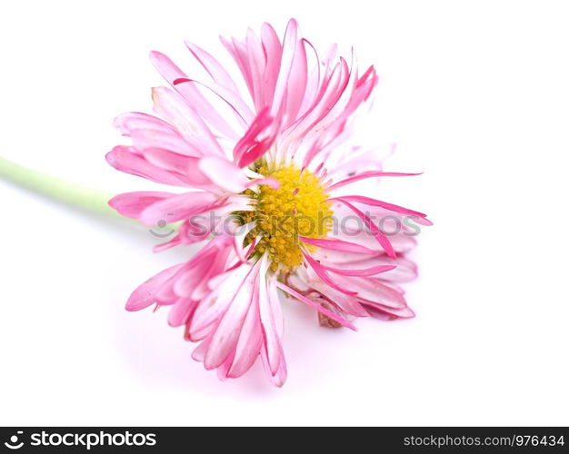 aster flowers on a white background