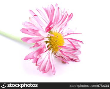 aster flowers on a white background