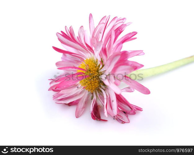 aster flowers on a white background