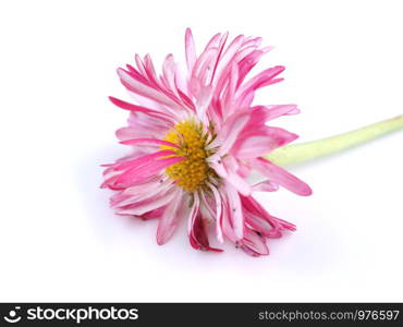 aster flowers on a white background