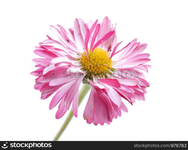 aster flowers on a white background