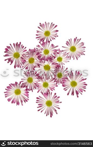 Asterisk Made Of Pink And White Daisies