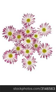 Asterisk Made Of Pink And White Daisies