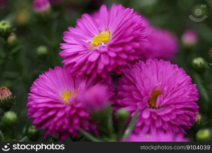asters aster flowers flower autumn
