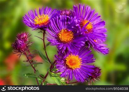 asters flowers bloom blossom