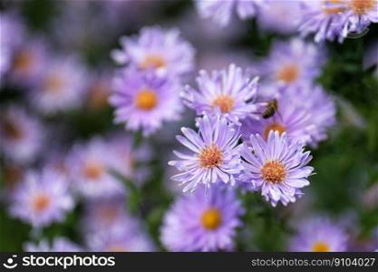 asters flowers petals violet bee