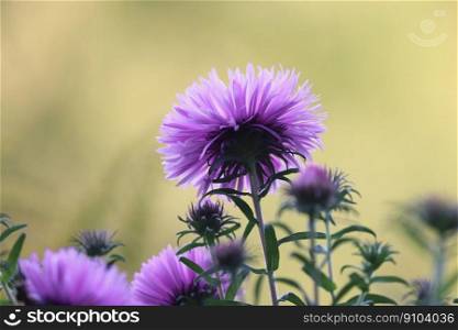 asters flowers plants