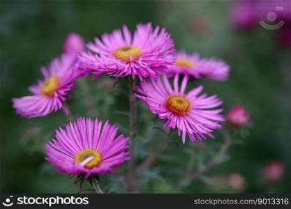 asters pink flowers petals fall
