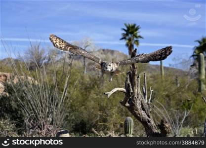 Astonishing Great Horned Owl displays its massive wing span in Free Flight at Arizona Sonora Desert Museum in Tucson.