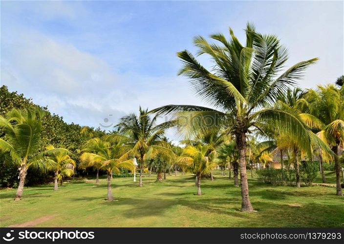 Astonishing palm trees on green gras at Varadero, Cuba