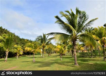 Astonishing palm trees on green gras at Varadero, Cuba
