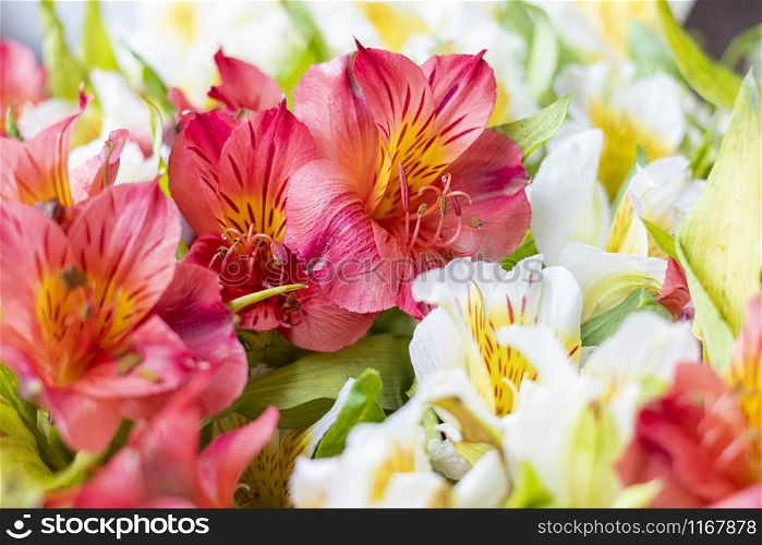 Astromelia. Alstroemeria, usually called `astromelia` or `field lily`, `lily of Peru` or `lily of the Incas`