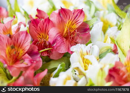 Astromelia. Alstroemeria, usually called `astromelia` or `field lily`, `lily of Peru` or `lily of the Incas`