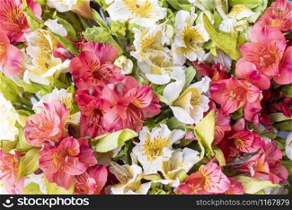 Astromelia. Alstroemeria, usually called `astromelia` or `field lily`, `lily of Peru` or `lily of the Incas`