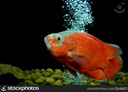 astronotus ocellatus or oscar fish in the aquarium