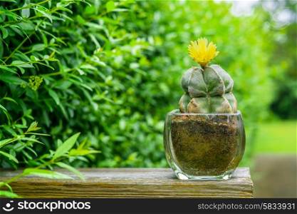 Astrophytum myriostigma cactus with a yellow flower in a green garden