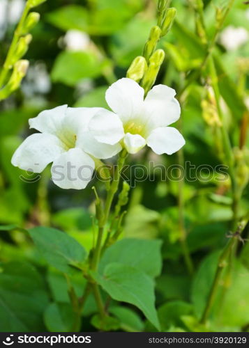 Asystasia gangetica flower