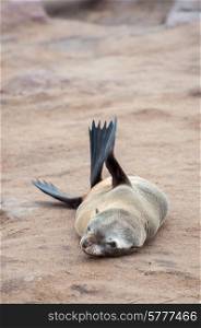 At a colony of Cape Fur Seals at Cape Cross on the Atlantic Ocean in Namibia, one pub on his or her own, just lying down on the sandy rock.