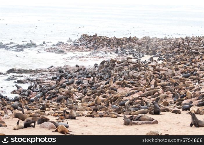 At acolony of Cape Fur Seals at Cape Cross on the Atlantic Ocean in Namibia.