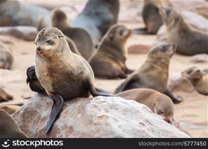 At acolony of Cape Fur Seals at Cape Cross on the Atlantic Ocean in Namibia.