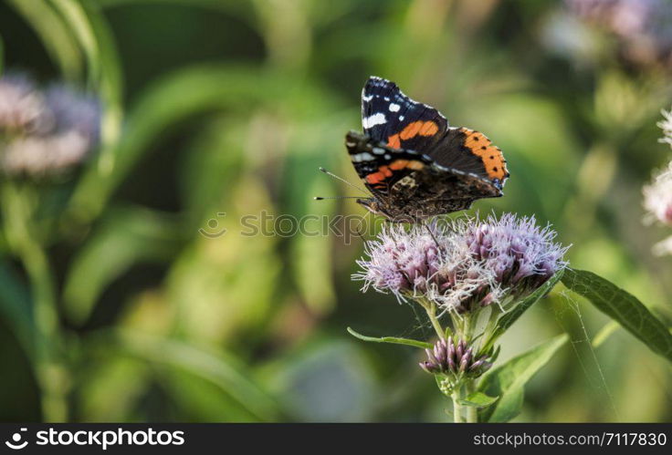 atalanta butterfly insect in a garden full of flowers in Holland in august. atalanta butterfly insect in a garden