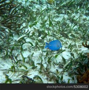 Atlantic blue tang fish surgeonfish Great Mayan Reef in Riviera Maya of Mexico