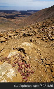 atlantic ocean flower plant bush timanfaya in los volcanes volcanic rock stone sky hill and summer lanzarote spain