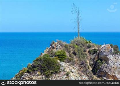 Atlantic ocean scenery and small tree on cliff.