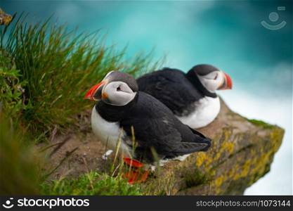 Atlantic puffin also know as common puffin is a species of seabird in the auk family. Iceland, Norway, Faroe Islands, Newfoundland and Labrador in Canada are known to be large colony of this puffin.