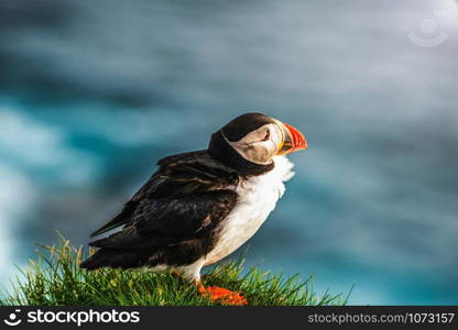 Atlantic puffin also know as common puffin is a species of seabird in the auk family. Iceland, Norway, Faroe Islands, Newfoundland and Labrador in Canada are known to be large colony of this puffin.