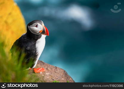 Atlantic puffin also know as common puffin is a species of seabird in the auk family. Iceland, Norway, Faroe Islands, Newfoundland and Labrador in Canada are known to be large colony of this puffin.