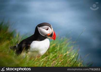 Atlantic puffin also know as common puffin is a species of seabird in the auk family. Iceland, Norway, Faroe Islands, Newfoundland and Labrador in Canada are known to be large colony of this puffin.