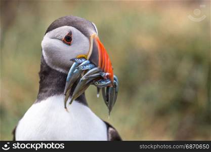 Atlantic Puffin (Fratercula arctica) in the wilds of coastal Northern UK
