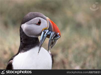 Atlantic Puffin (Fratercula arctica) in the wilds of coastal Northern UK