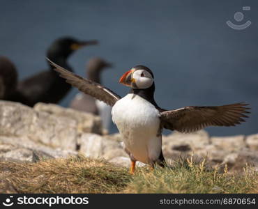 Atlantic Puffin (Fratercula arctica) in the wilds of coastal Northern UK