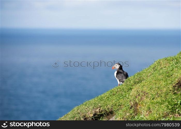 Atlantic puffin, Fratercula arctica sitting on a cliff on the Faroe Islands with ocean in the background