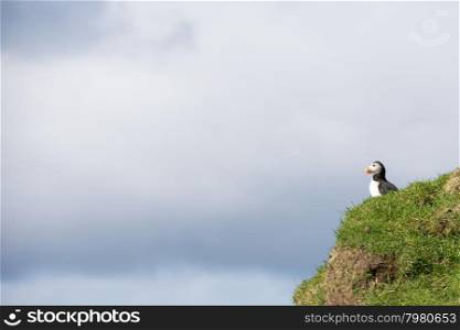 Atlantic puffin, Fratercula arctica sitting on a cliff on the Faroe Islands with cloudy sky in the background
