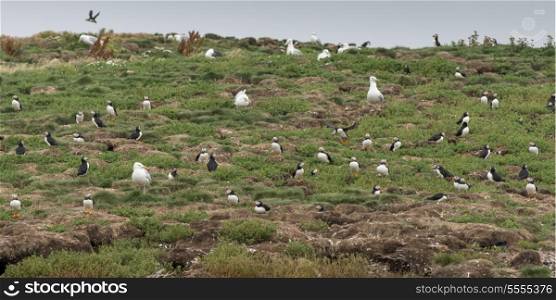 Atlantic Puffins and Seagulls at coast, Little Catalina, North Bird Island, Bonavista Peninsula, Newfoundland And Labrador, Canada