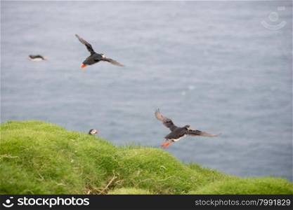 Atlantic puffins, Fratercula arctica sitting on a cliff in its colony on the Faroe Islands