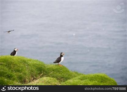 Atlantic puffins, Fratercula arctica sitting on a cliff in its colony on the Faroe Islands