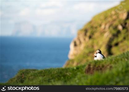Atlantic puffins, Fratercula arctica sitting on a cliff on the Faroe Islands with ocean in the background