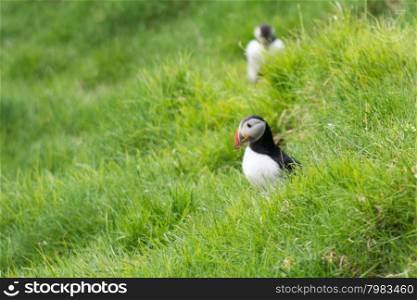 Atlantic puffins, Fratercula arctica sitting on a cliff on the Faroe Islands with ocean in the background