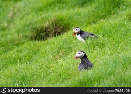 Atlantic puffins, Fratercula arctica sitting on grass in front of their breeding burrows